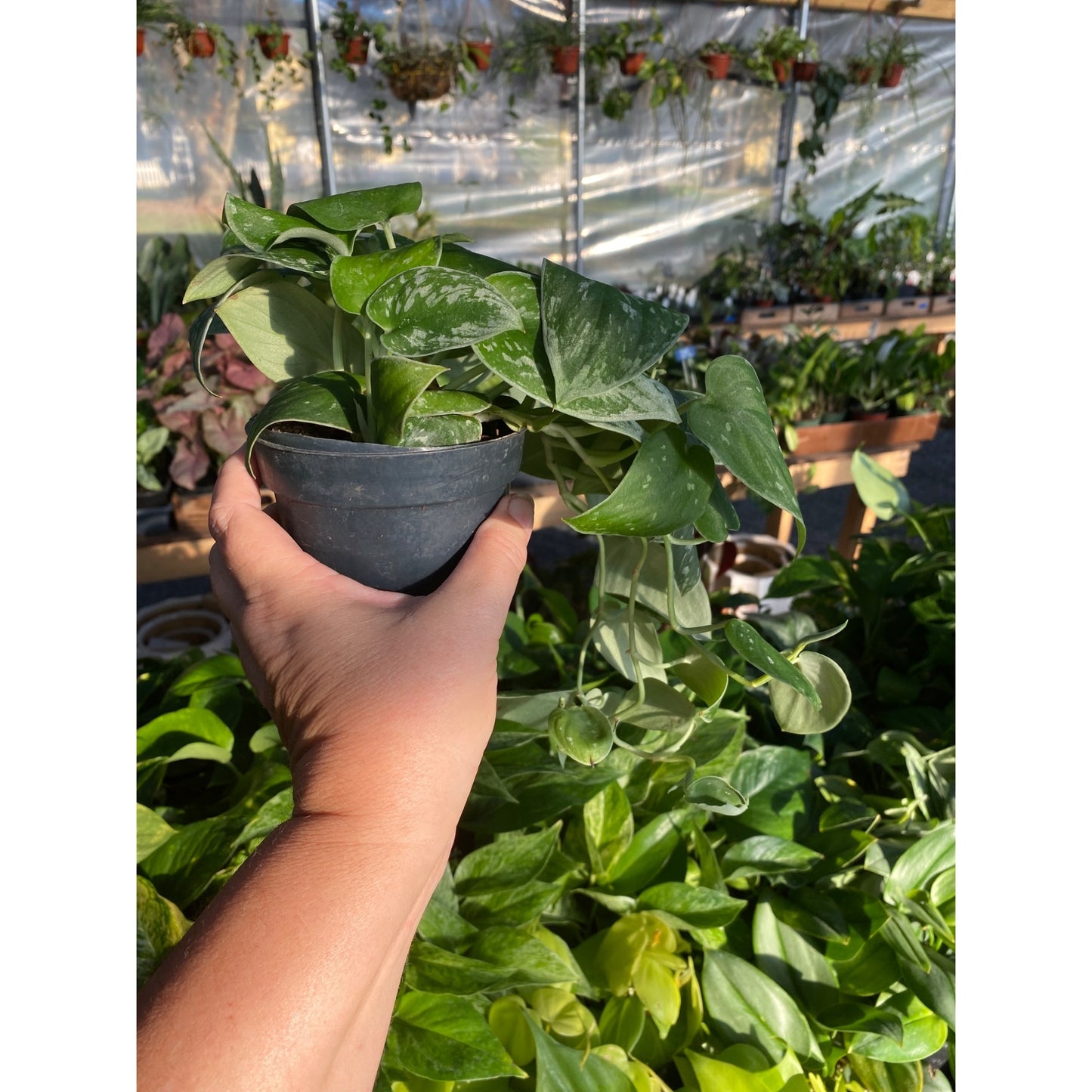 Scindapsus Pictus or Satin Pothos Satin 4" Pot Live Plant