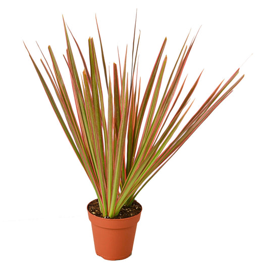 Dracaena Marginata Colorama Dragon Tree Multiple Sizes Available