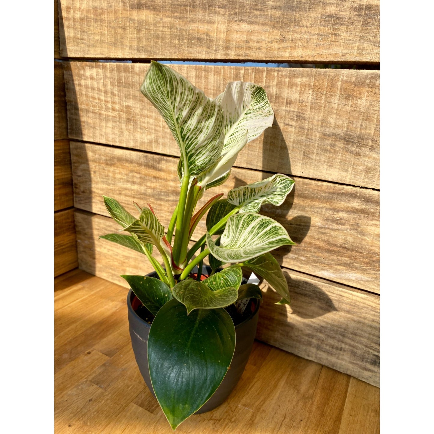 Philodendron Birkin 4 Inch Tall Pot Live Plant in Black Pot