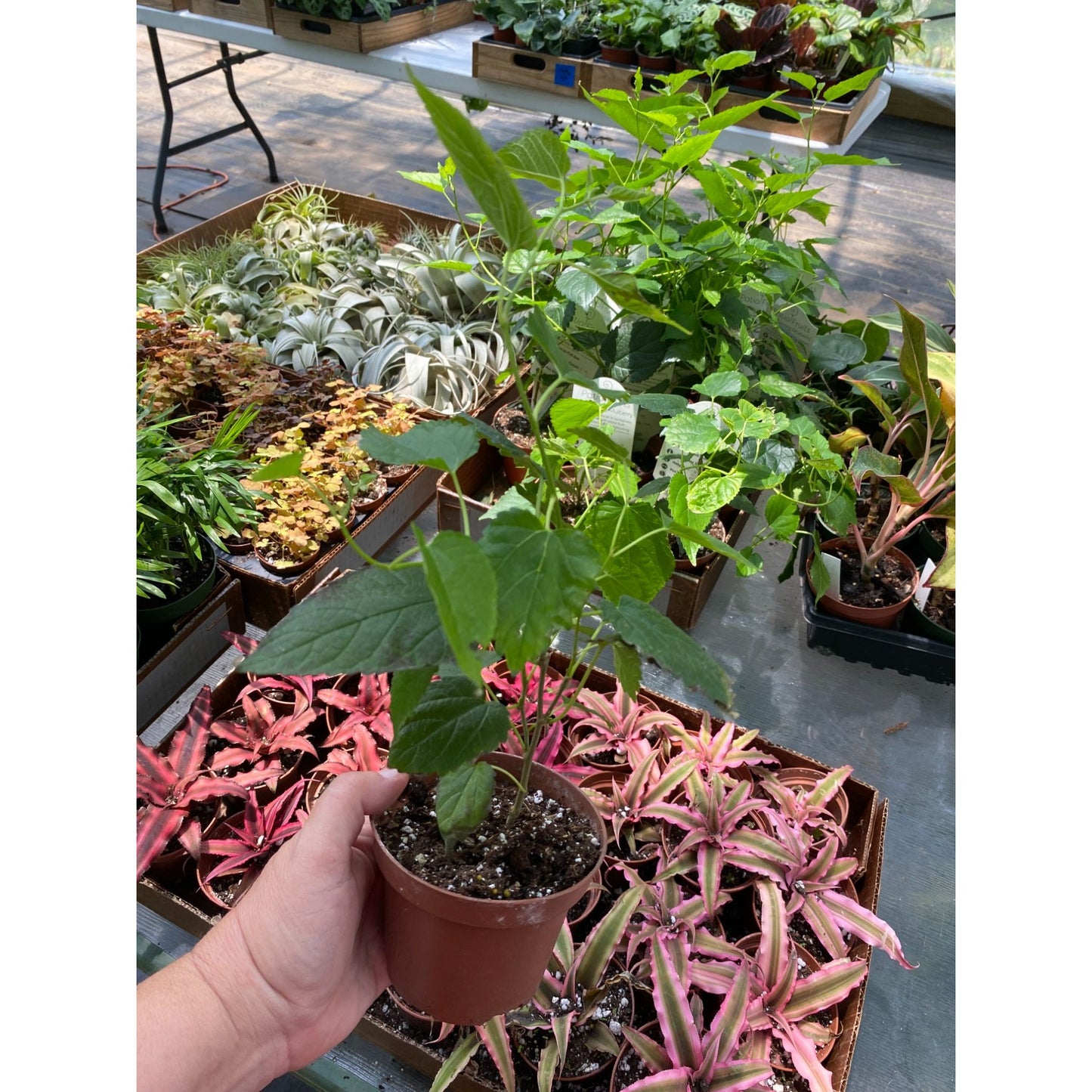 Patio Fruit Mulberry Bush or Morus Nigra Dwarf Fruit Tree 4" Pot Live Plant