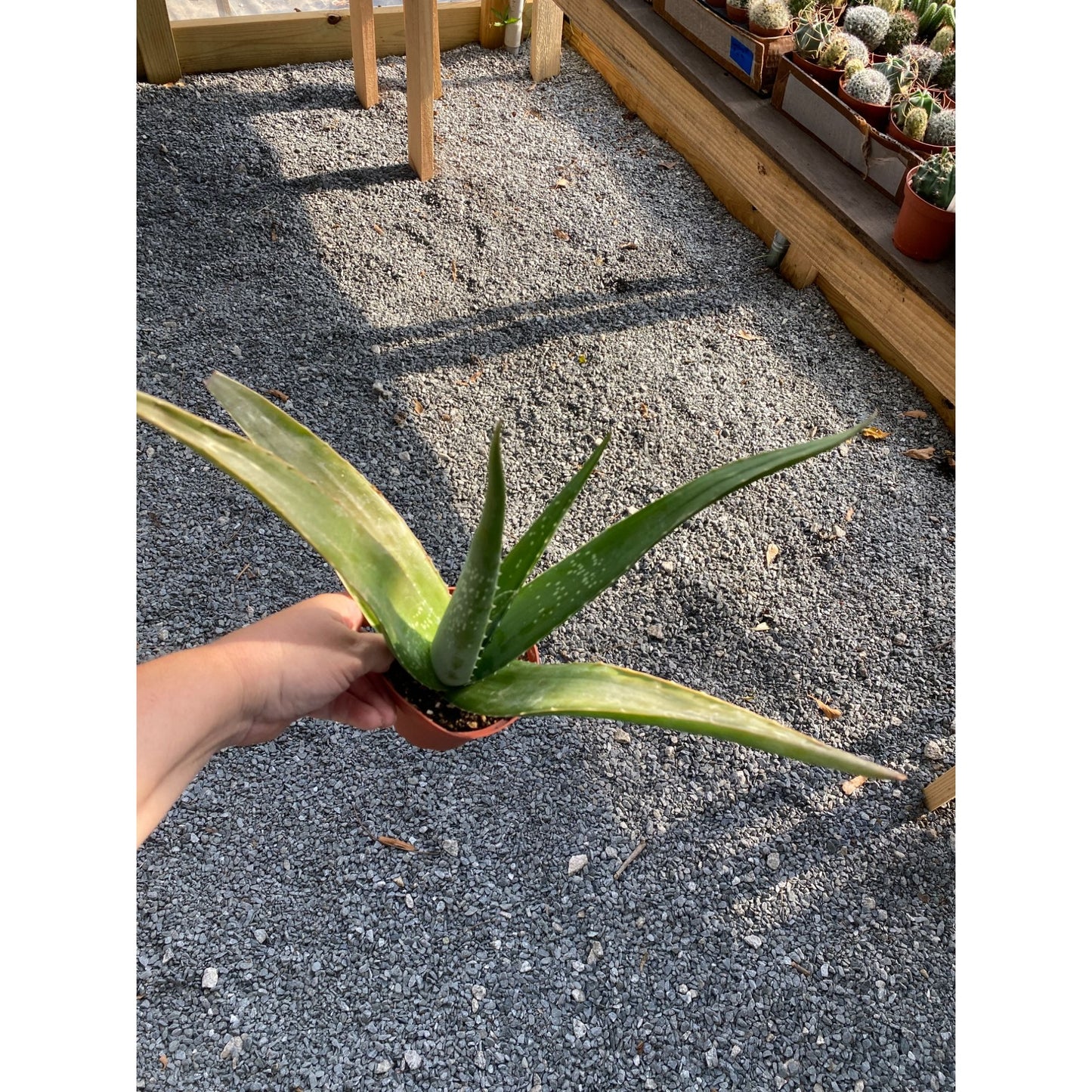 Aloe Vera Barbadensis Mill Burn First Aid Plant True Aloe 4" Pot Live Plant