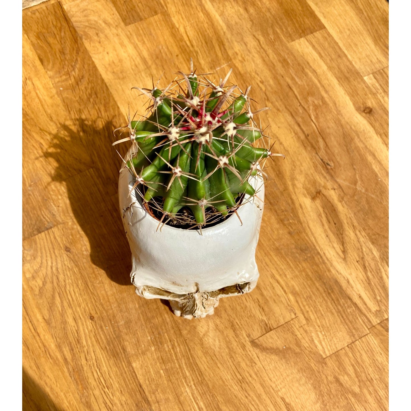 Skull Planter Medium Size with Devil's Tongue Cactus Ferocactus latispinus Live Plant