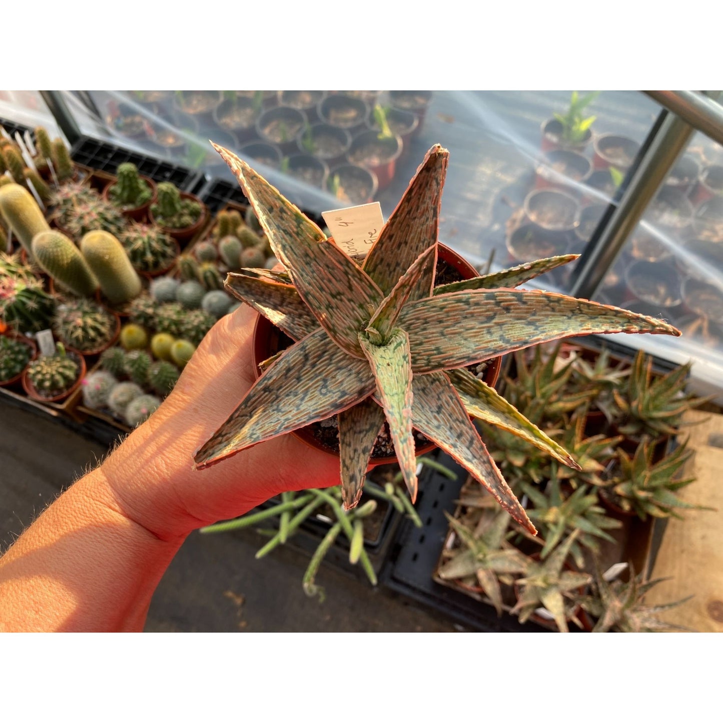 Aloe Hybrid Pink Blush 4" Pot Live Plant