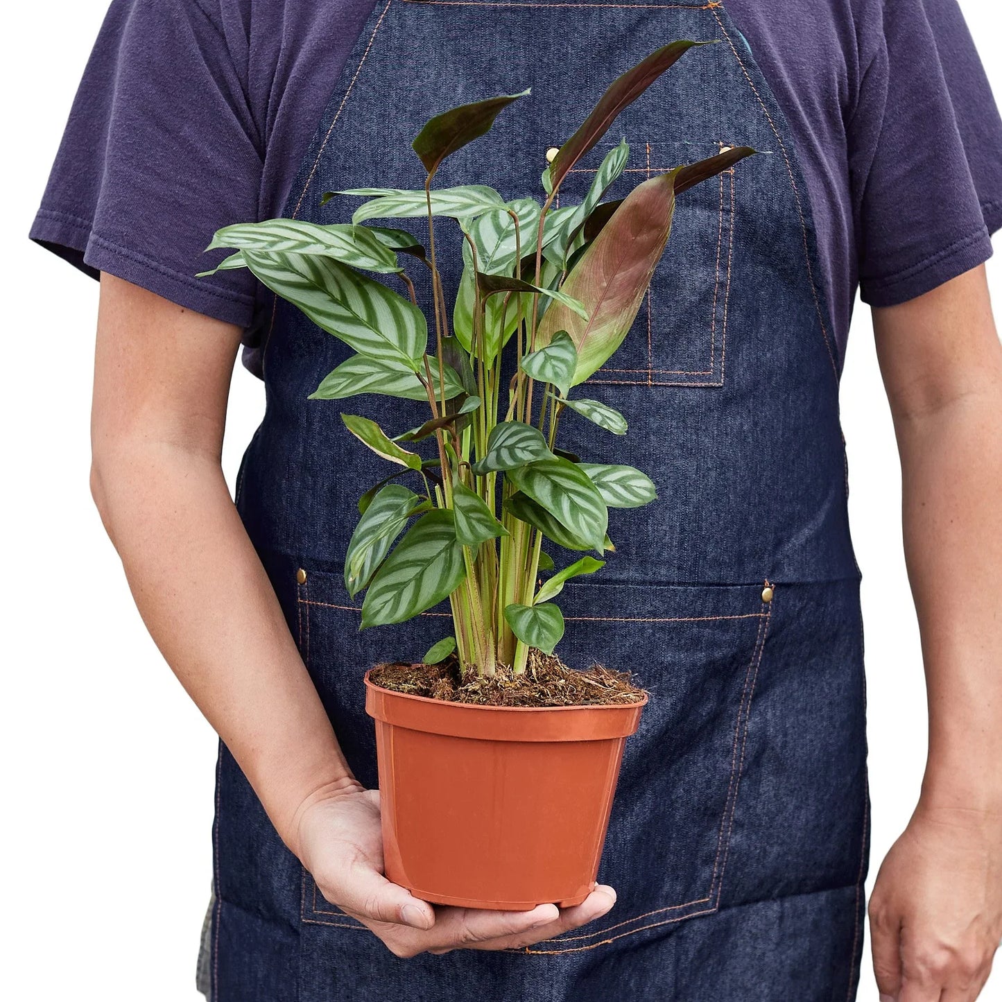 Calathea 'Grey Star' Peacock Plant Live Plant