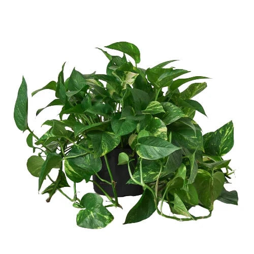 Pothos Golden Epipremnum Aureum Devil's Ivy Multiple Sizes Available