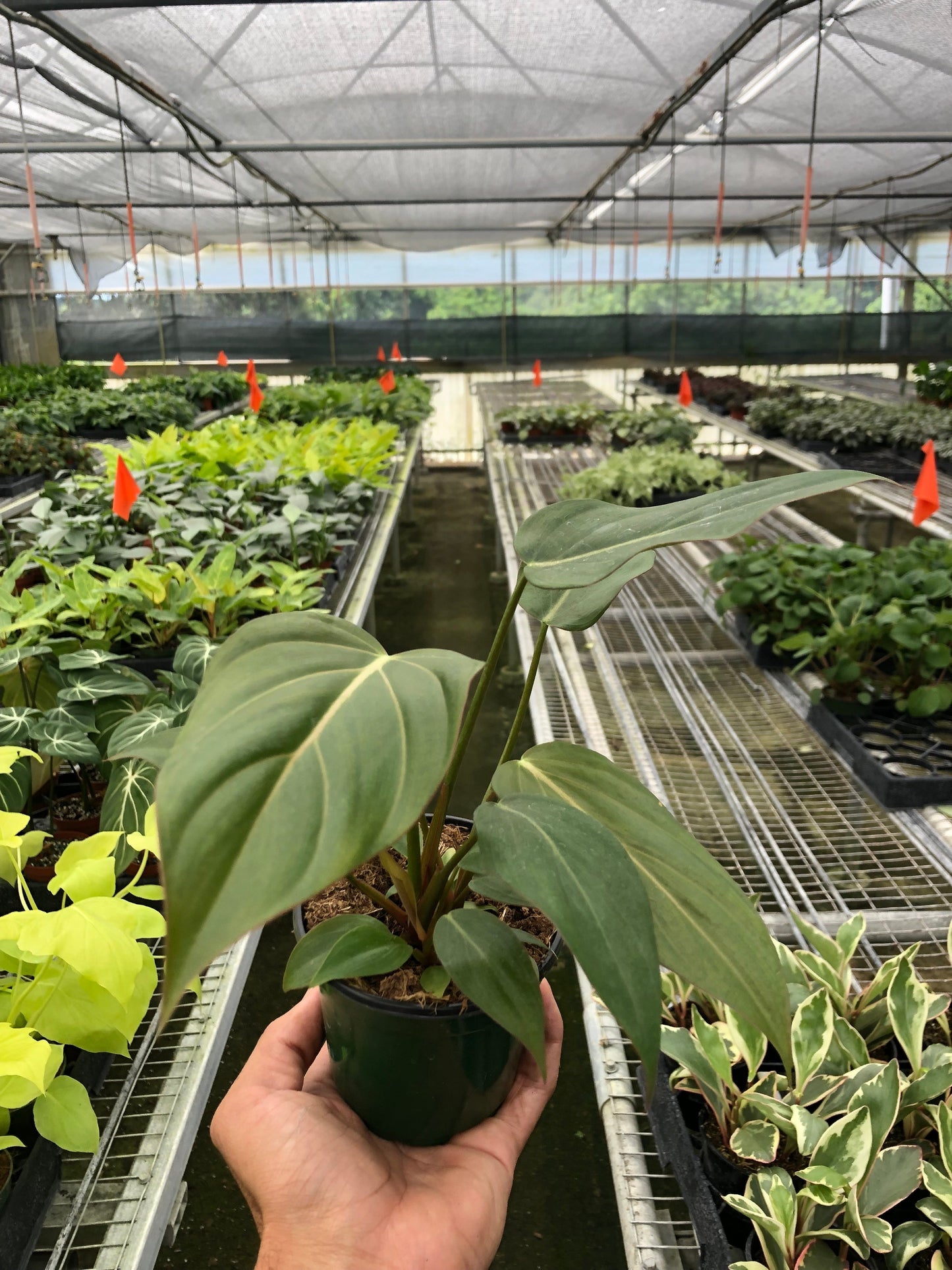 Philodendron Summer Glory Heartleaf Live Plant Multiple Sizes Available