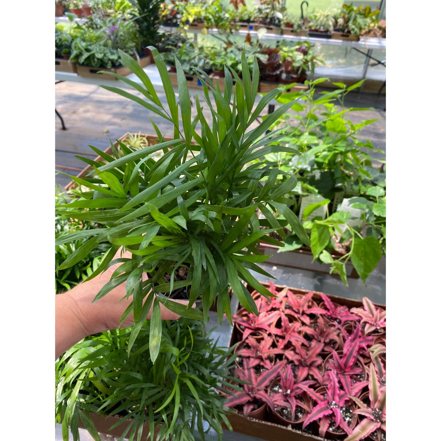 Palm Parlor Neanthe Bella Chamaedorea elegans 4 Inch Pot Live Plant