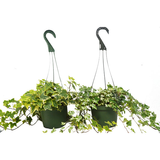 English Ivy Two Plant Variety Pack FREE Care Guide 6" Hanging Pot Live Plants