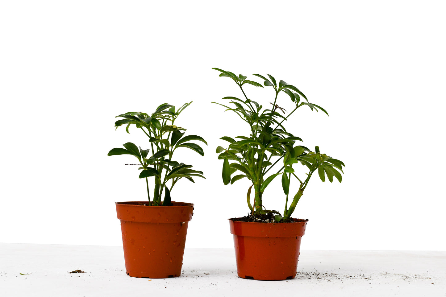 Schefflera Plants Two Different Variety Pack 4" Pot Live Plants