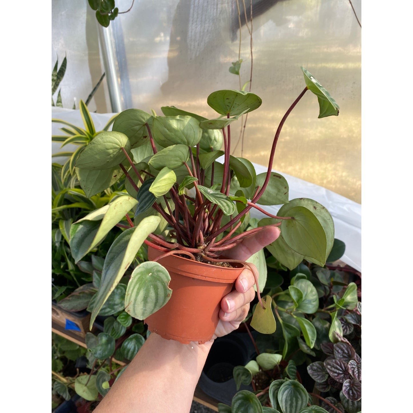 Peperomia Argyreia Watermelon Baby Rubberplant 4 Inch Pot Live Plant