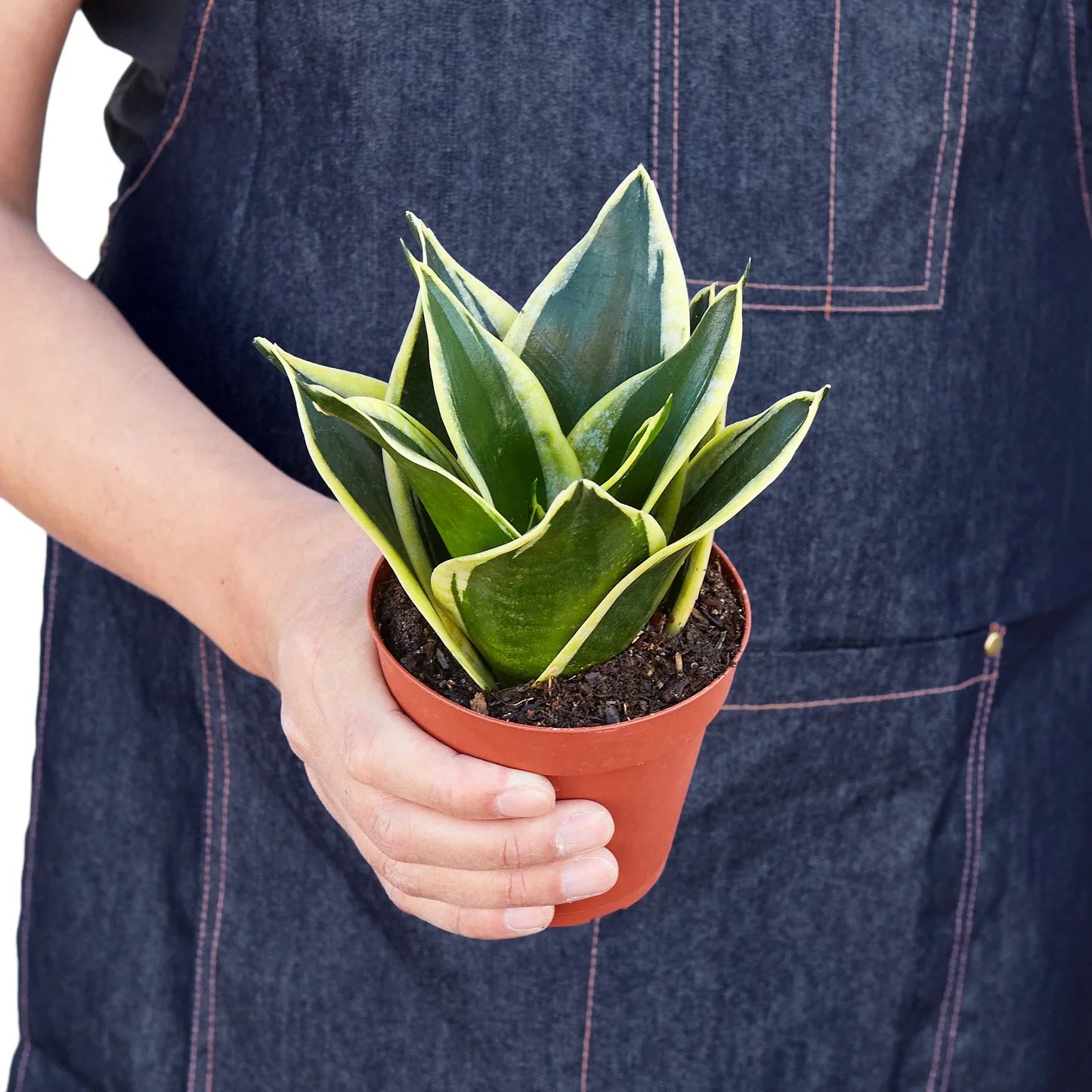 Sansevieria Black Gold Snake Plant Live Plant Multiple Sizes Available