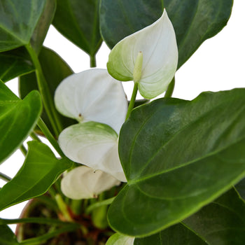 Anthurium 'White' Live Plant