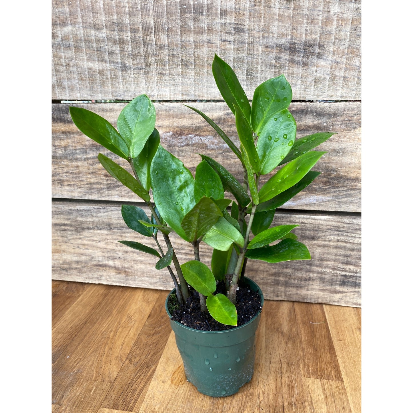 ZZ Plant Zamioculcas Zamiifolia 4 Inch Pot Live Plant