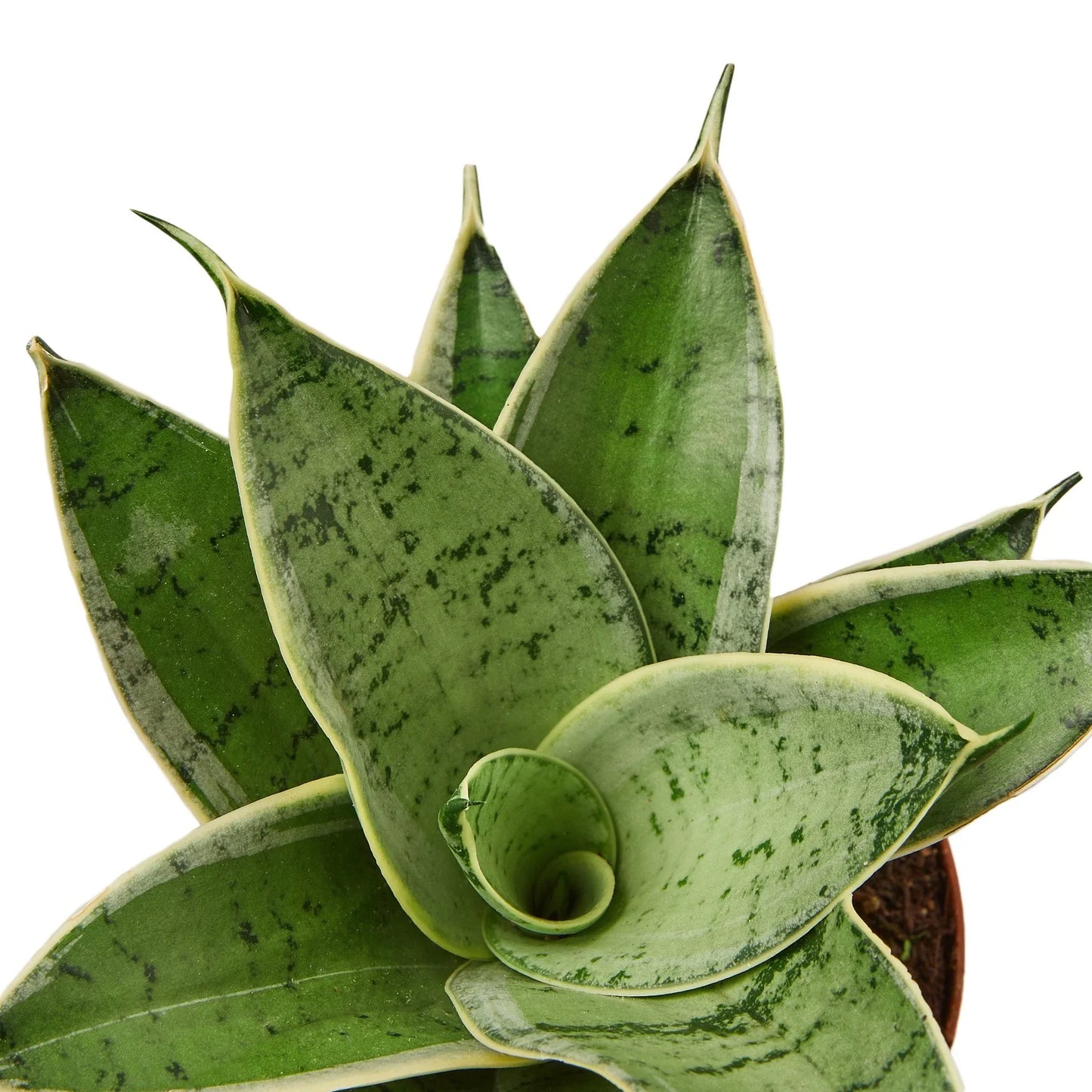 Sansevieria Starlight Snake Plant Live Plant Multiple Sizes Available