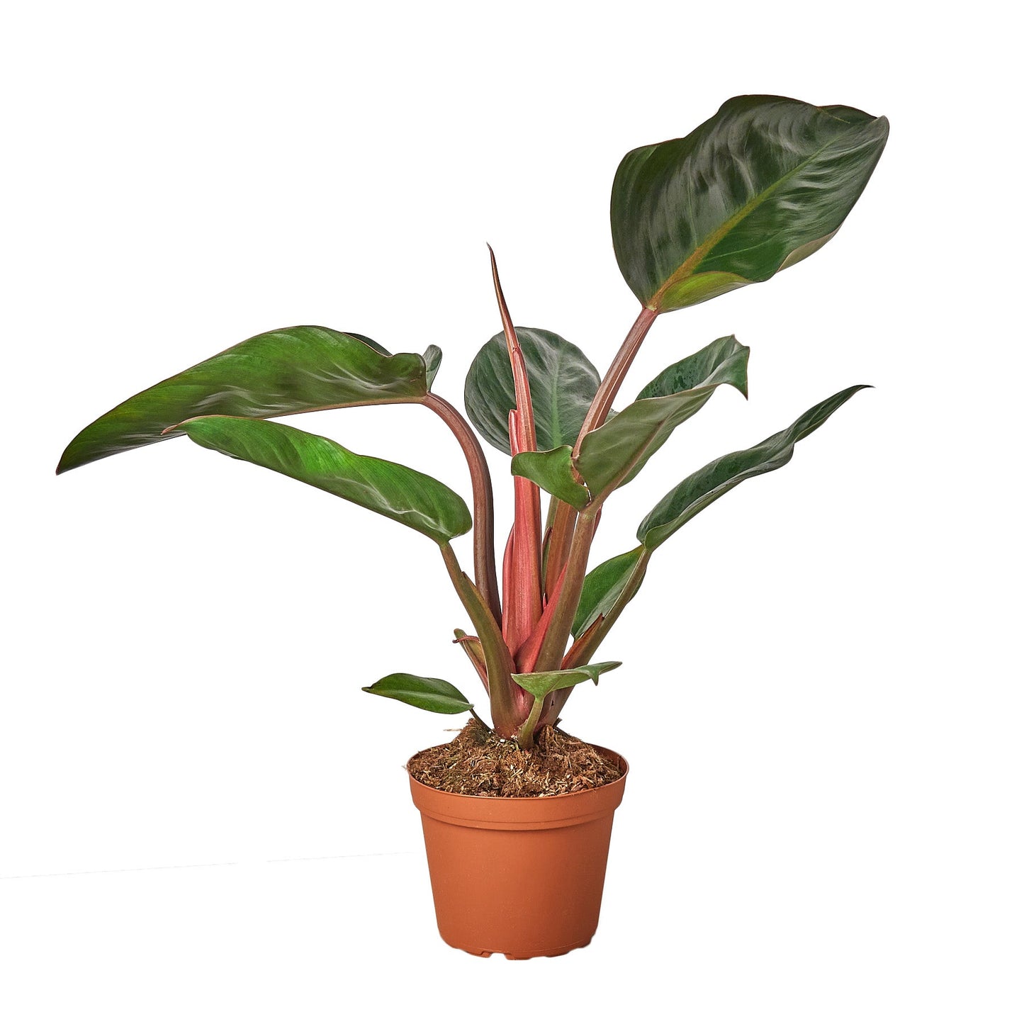 Philodendron Congo Rojo Multiple Sizes Available