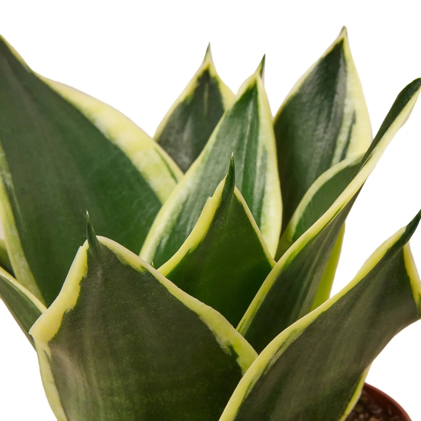 Sansevieria Black Gold Snake Plant Live Plant Multiple Sizes Available