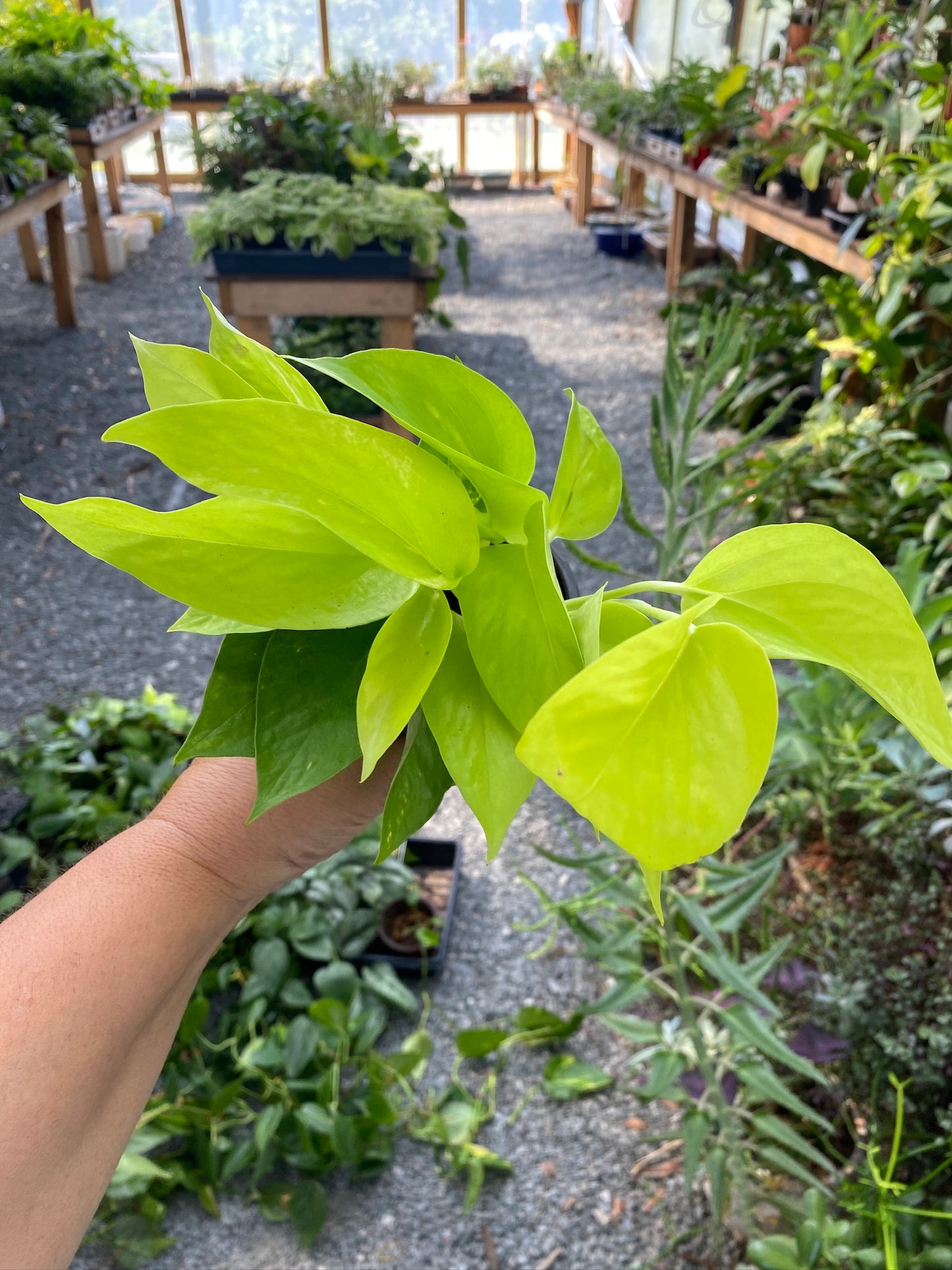 Pothos or Devil's Ivy Neon 4" Pot Live Plant