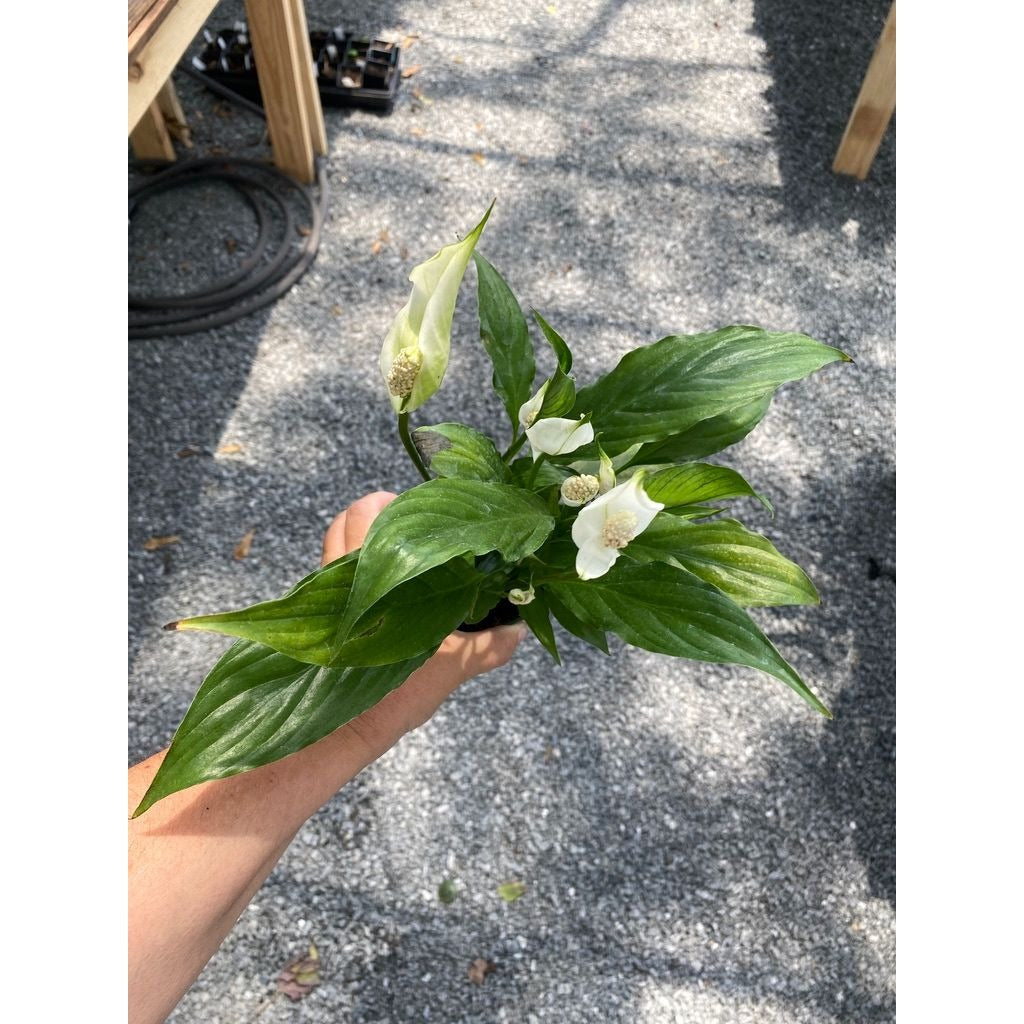 Peace Lily Spathiphyllum Platinum Mist 4" Pot Live Plant