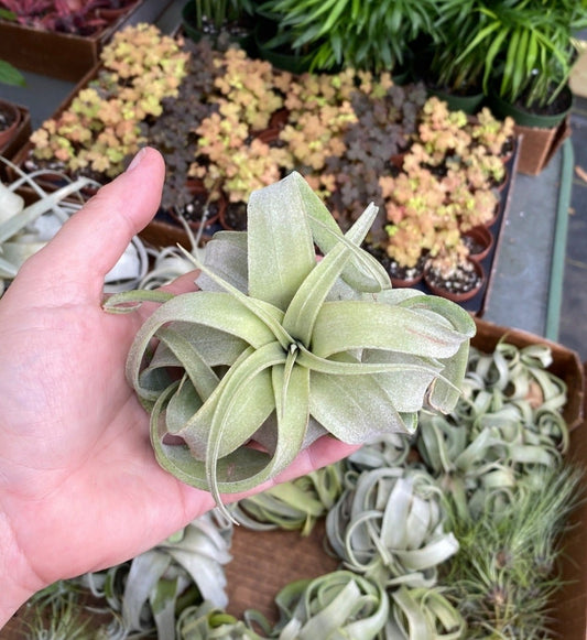 Air Plant Tillandsia Streptophylla Shirley Temple Size #1 Live Plant