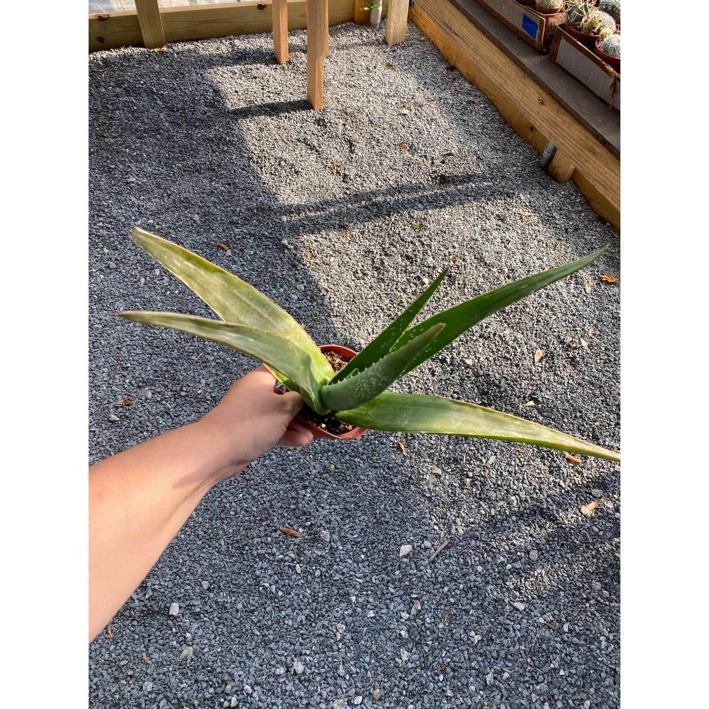 Aloe Vera Barbadensis Mill Burn First Aid Plant True Aloe 4" Pot Live Plant