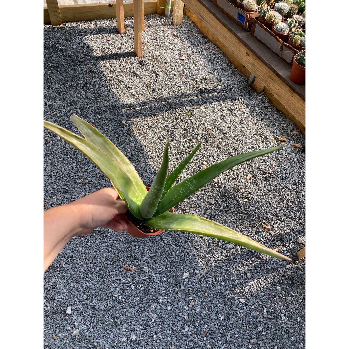 Aloe Vera Barbadensis Mill Burn First Aid Plant True Aloe 4" Pot Live Plant