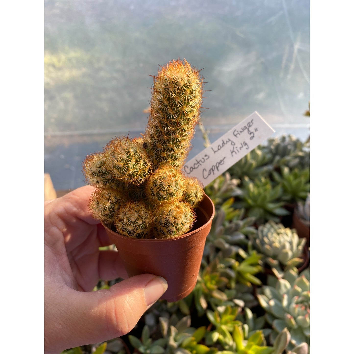 Cactus Mammillaria Elongata Lady Finger Copper King 2" Pot Live Plant