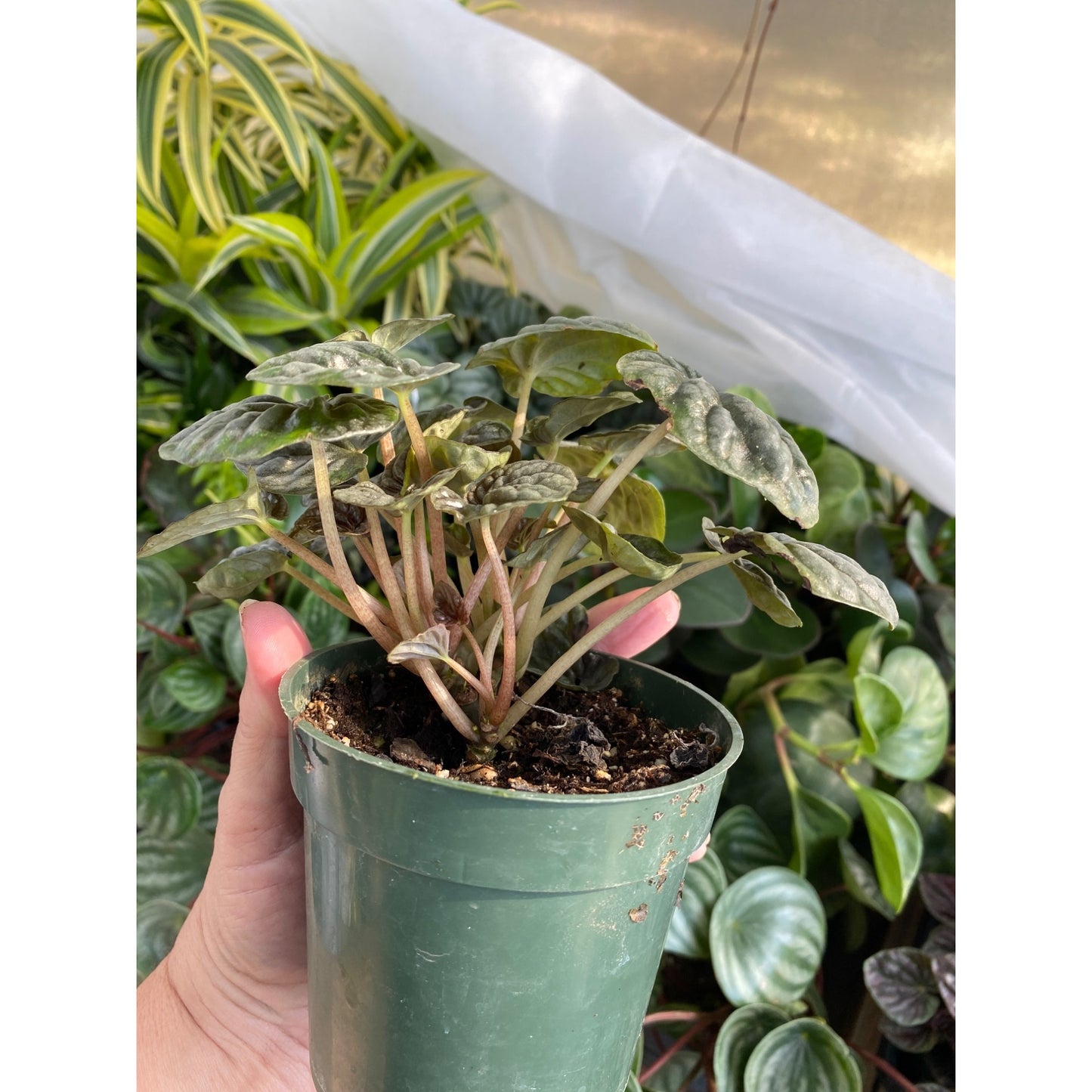 Peperomia Caperata Radiator Plant Emerald Green Ripple 4 Inch Pot Live Plant