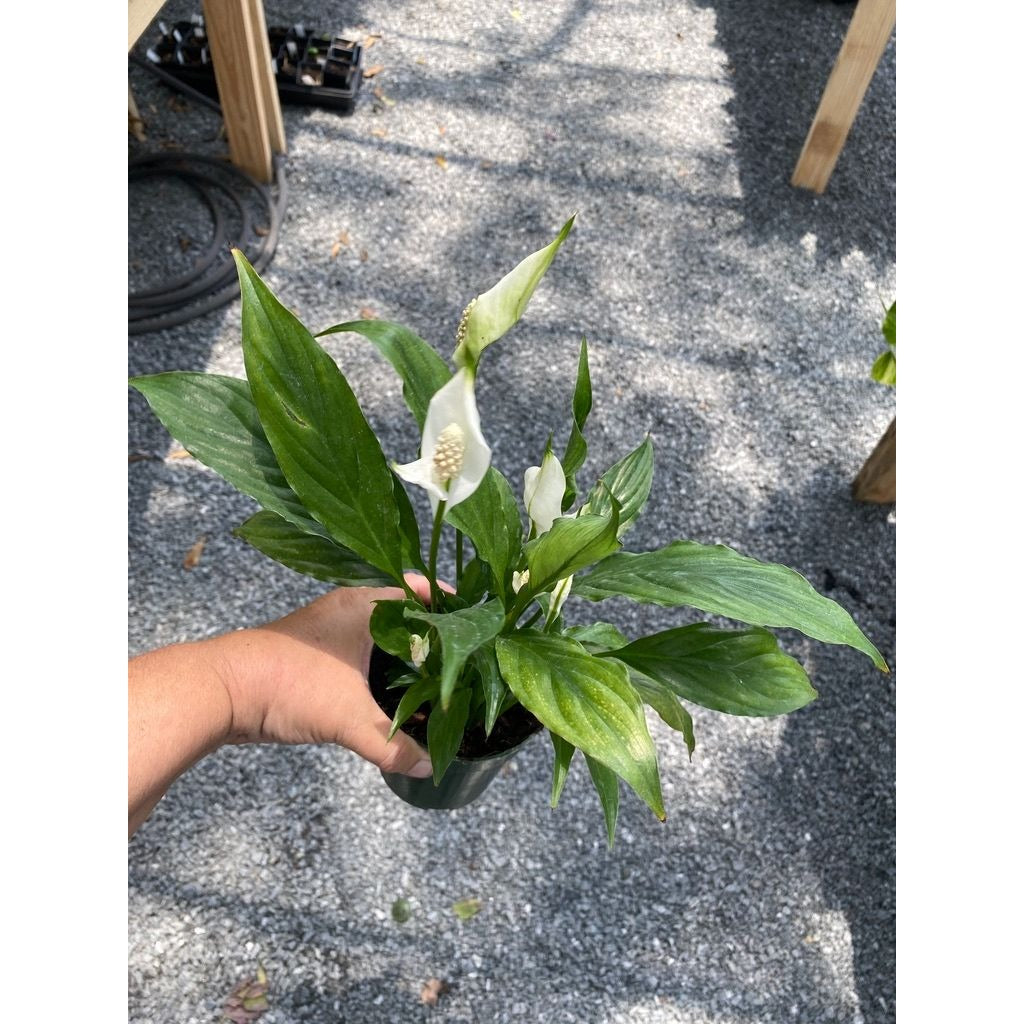 Peace Lily Spathiphyllum Platinum Mist 4" Pot Live Plant