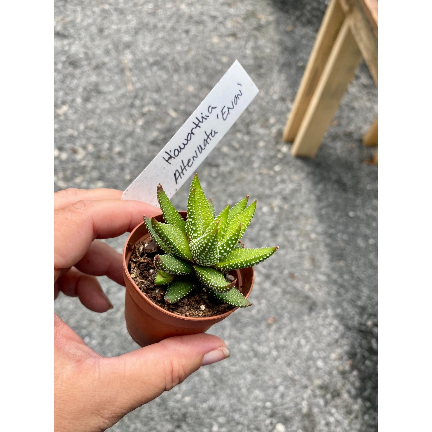 Succulent Haworthia Attenuata Enon 2" pot Live Plant