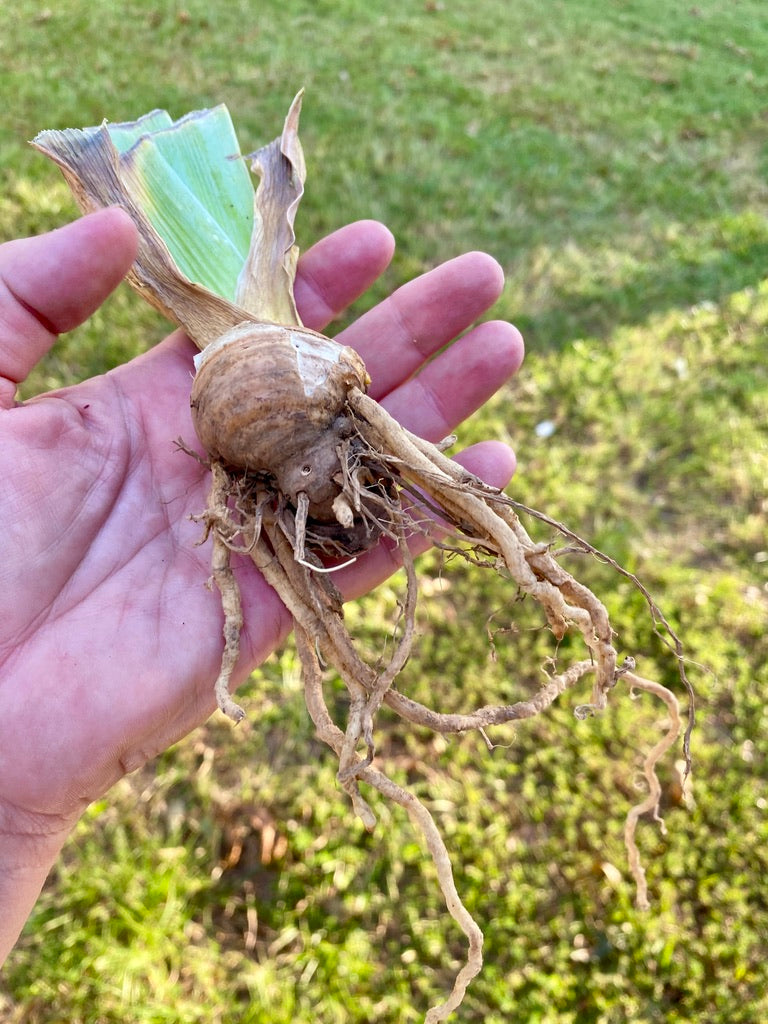 Iris Bearded Blood Moon Germanica Iris Size #1 Rhizome