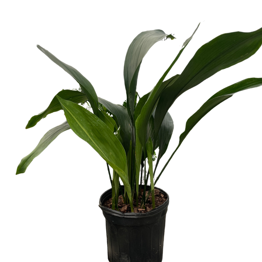 Aspidistra Cast Iron Aspidistra elatior 8" Pot Live Plant