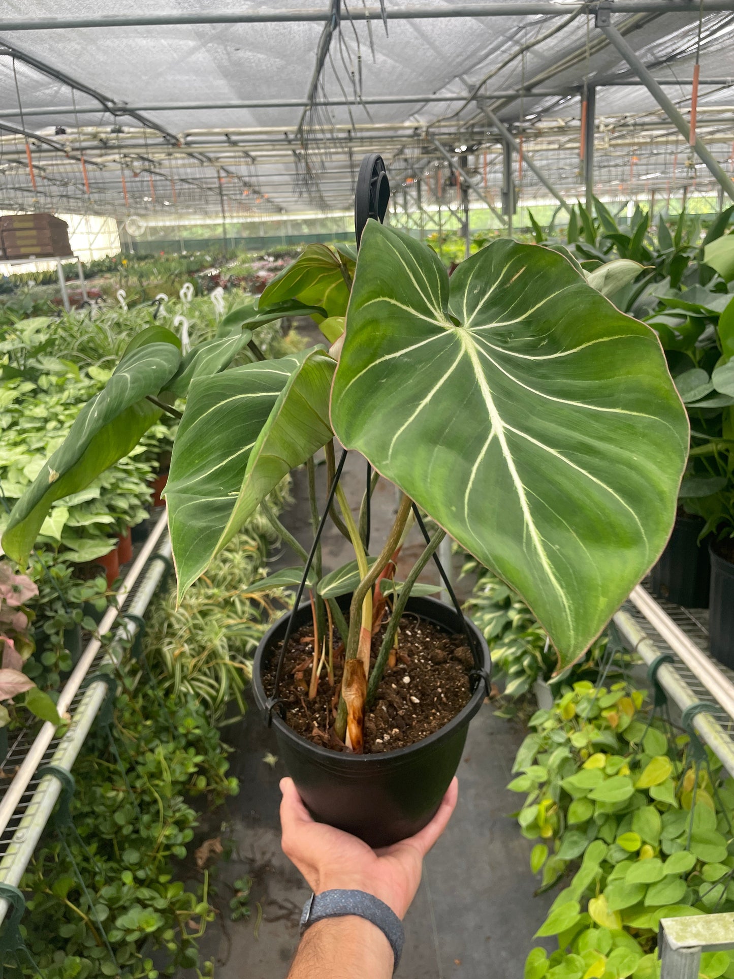 Philodendron Zebra Gloriosum Live Plant Multiple Sizes Available