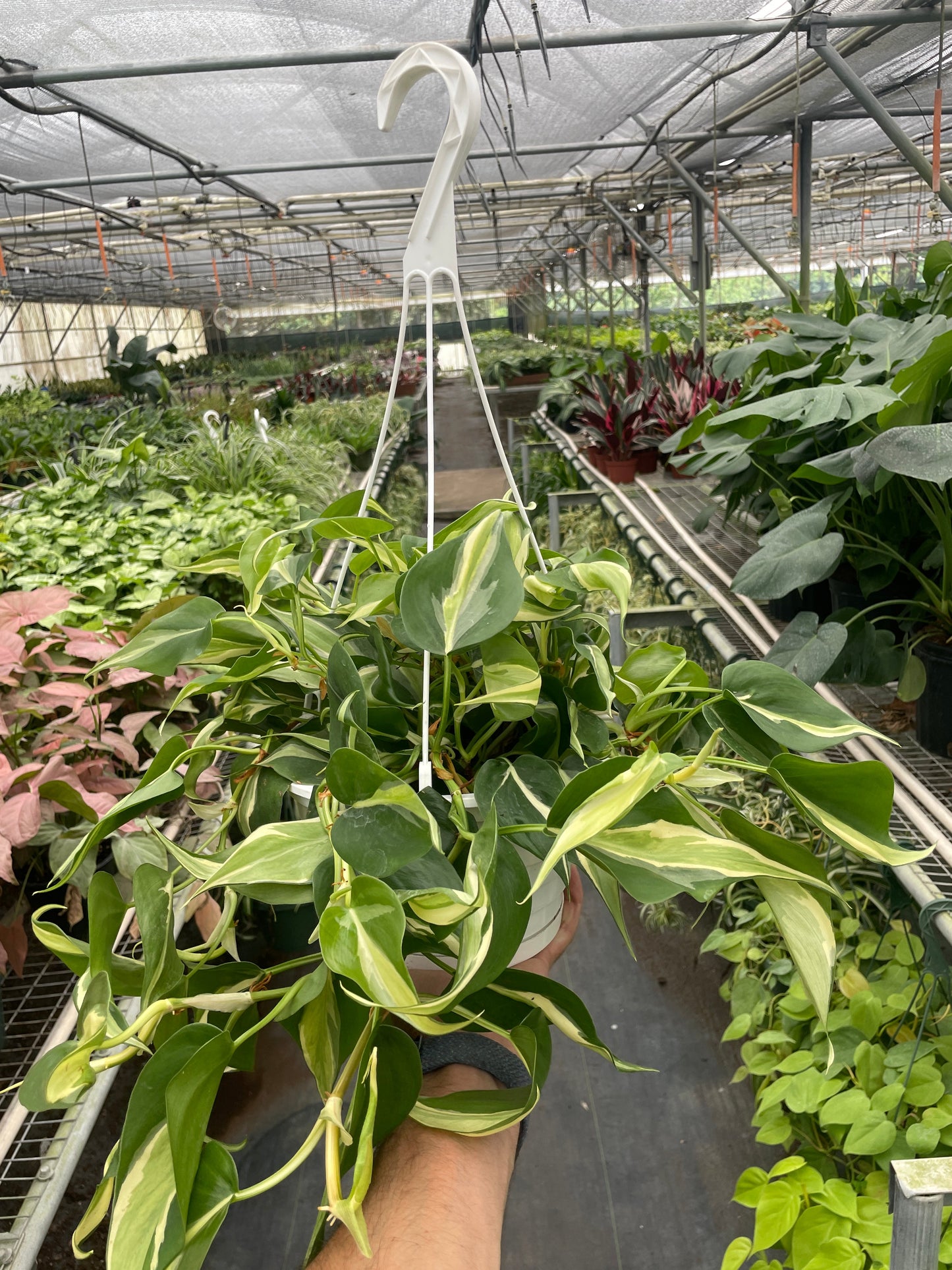 Philodendron Silver Stripe Variegated Live Plant Multiple Sizes Available