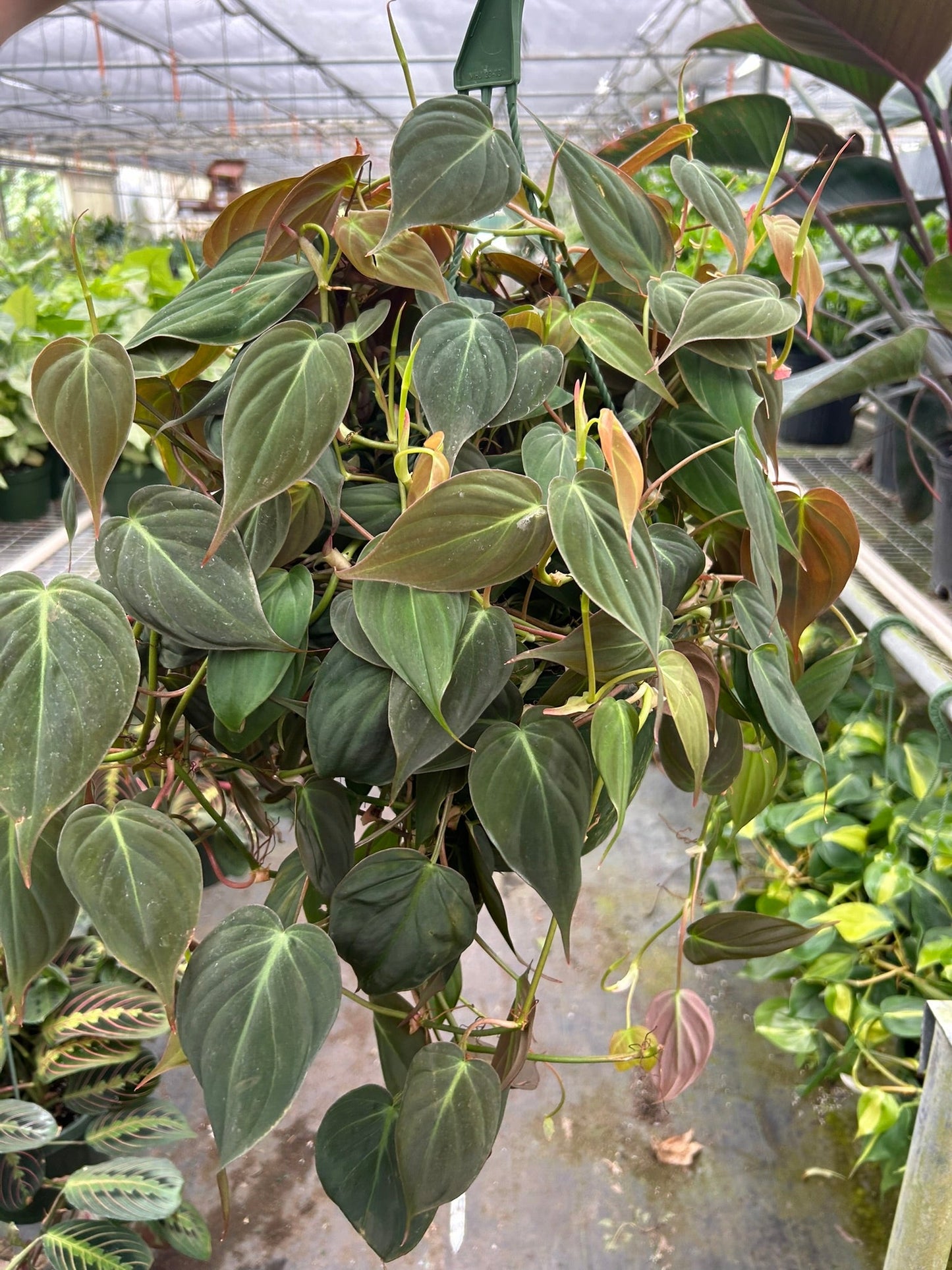 Philodendron Hederaceum Velvet Micans Heartleaf Live Plant Multiple Sizes Available