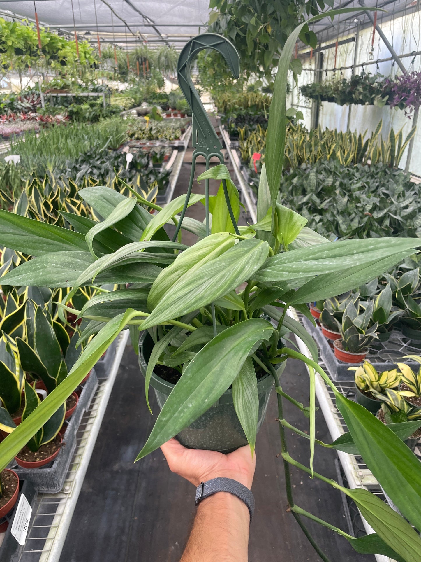 Pothos Silver Streak Epipremnum amplissimum Live Plant Multiple Sizes Available