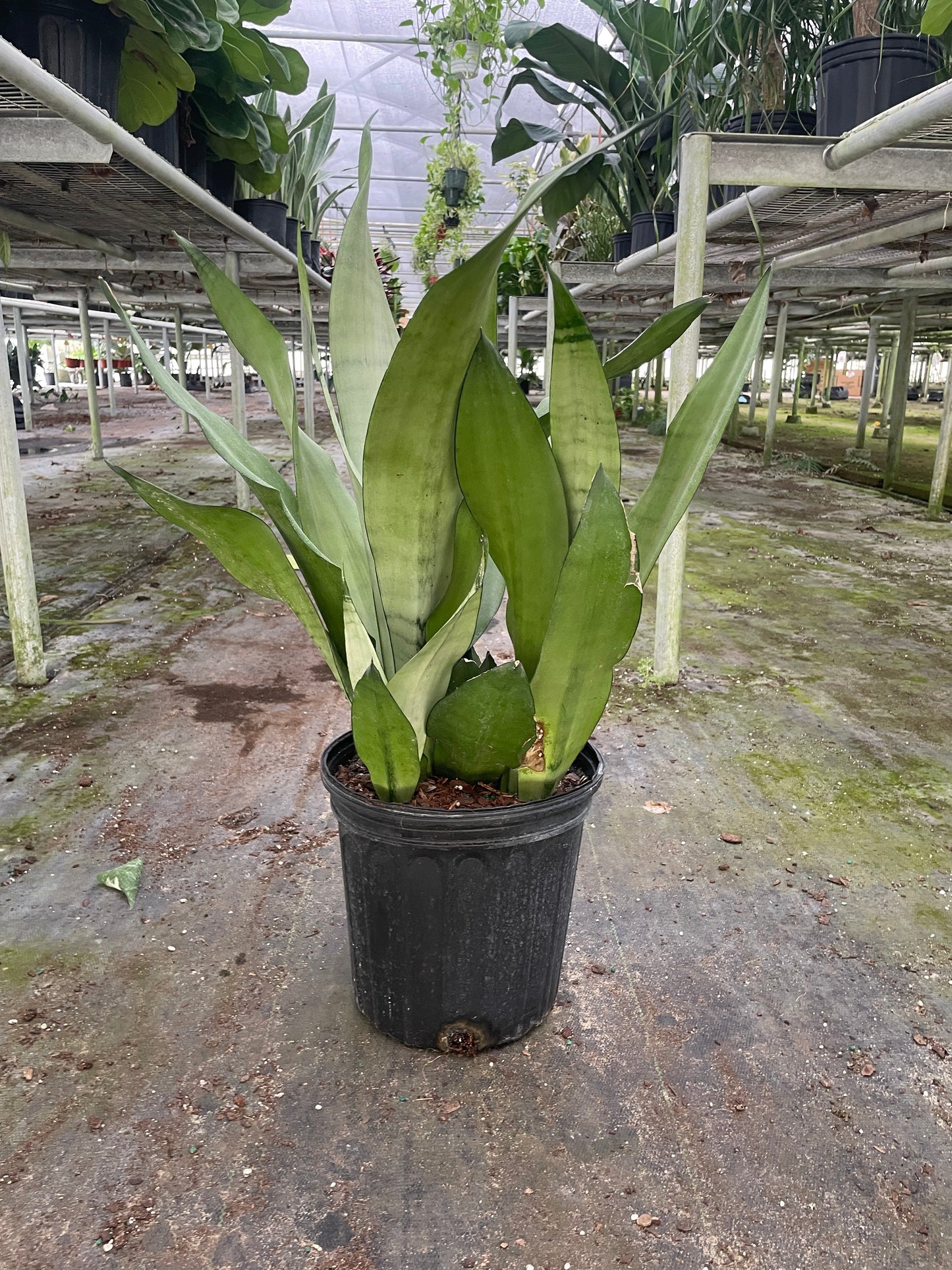 Sansevieria Moonshine Snake Plant Live Plant Multiple Sizes Available