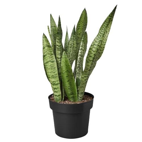 Sansevieria Zeylanica Snake Plant Live Plant Multiple Sizes Available