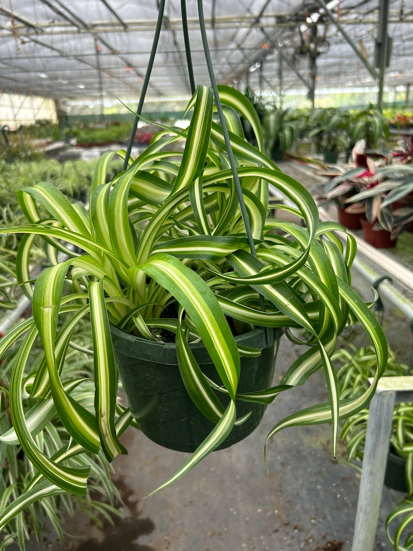 Spider Plant Bonnie Chlorophytum comosum Live Plant Multiple Sizes Available