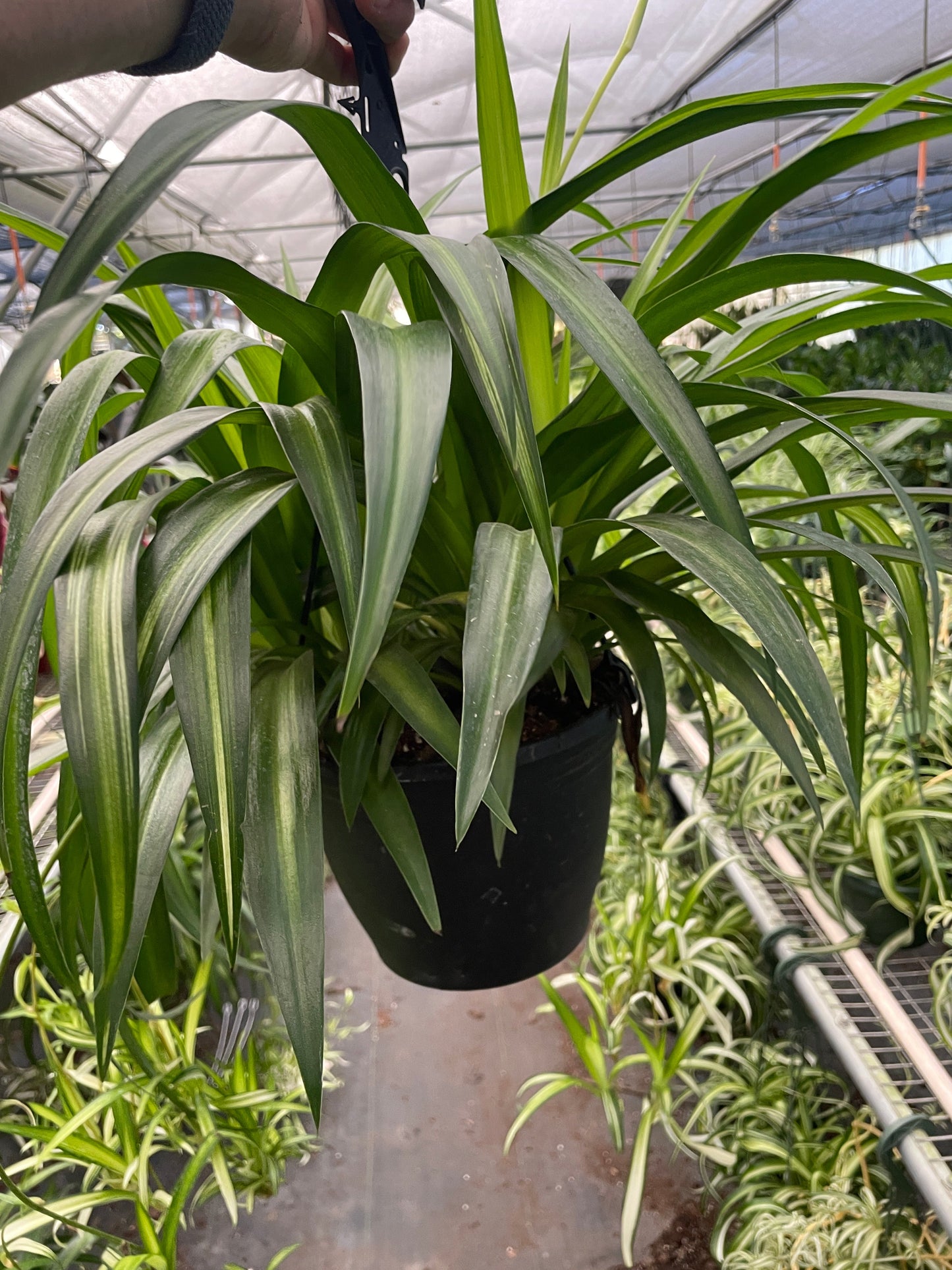 Spider Plant Hawaiian Chlorophytum comosum Live Plant Multiple SIzes Available