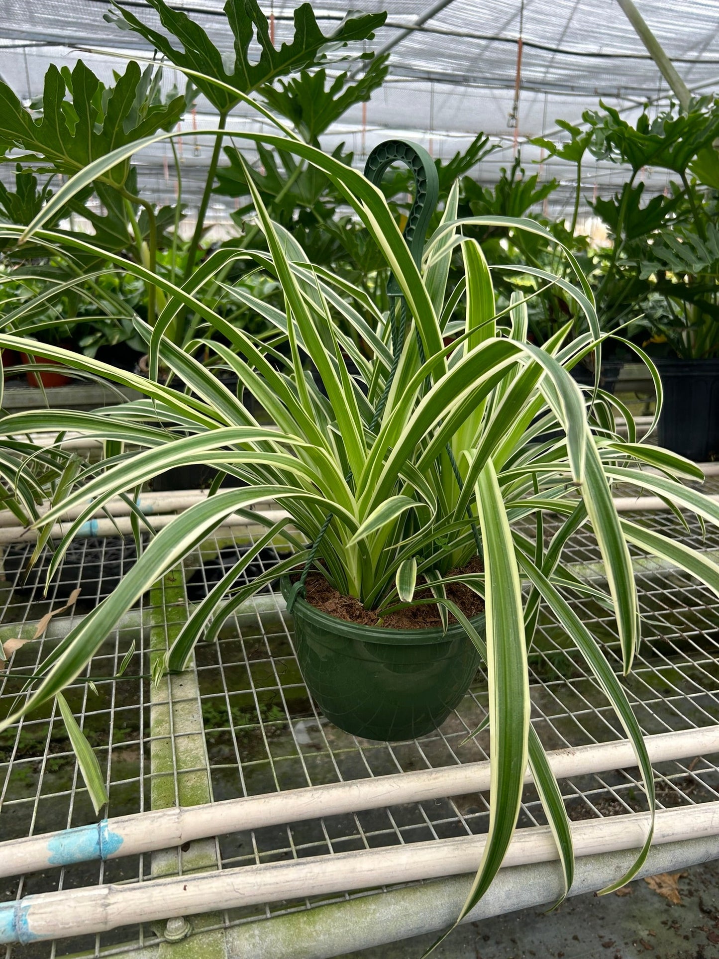 Spider Plant Reverse Chlorophytum comosum