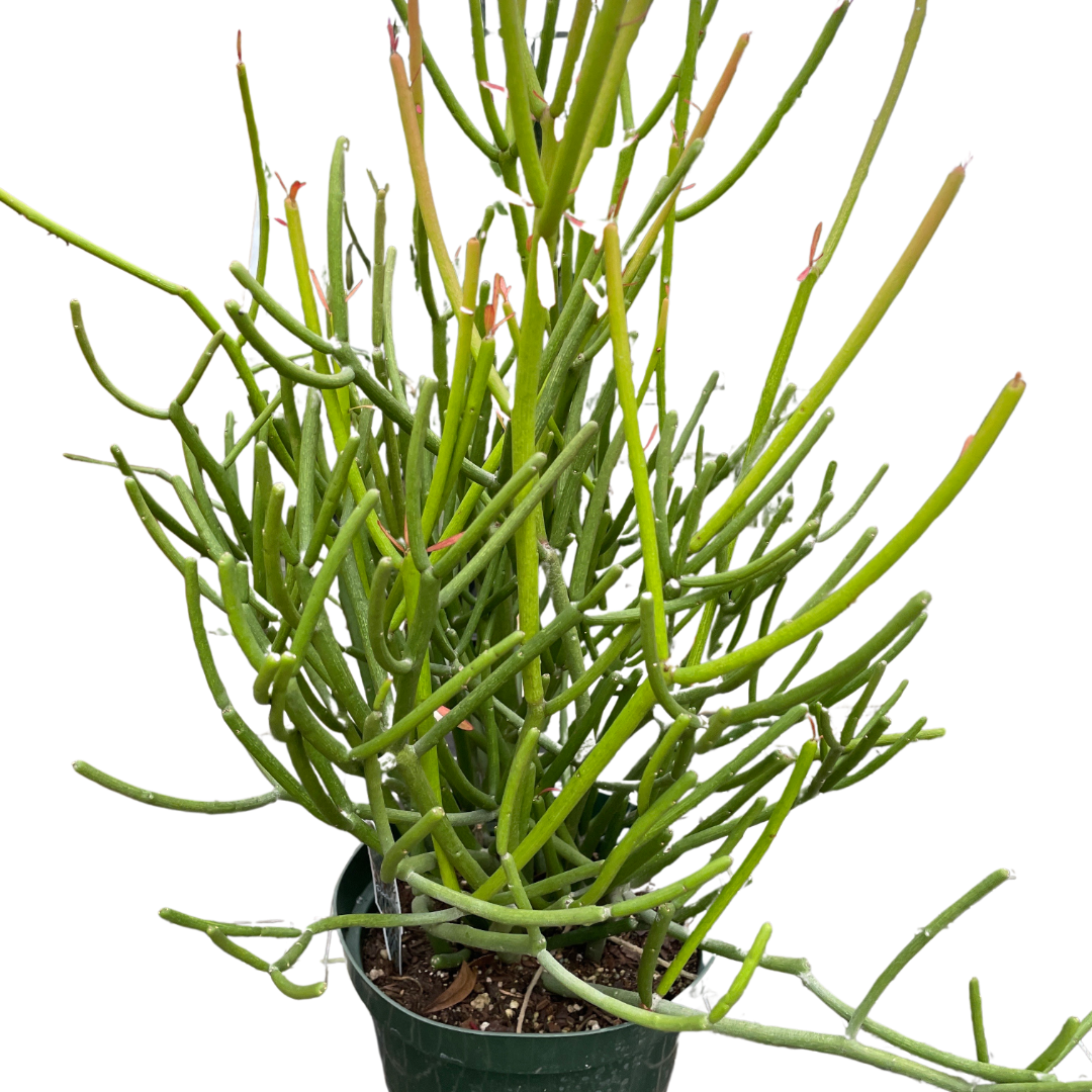 Pencil Cactus Euphorbia Tirucalli  Indian Surge Tree Live Plant Multiple Sizes Available