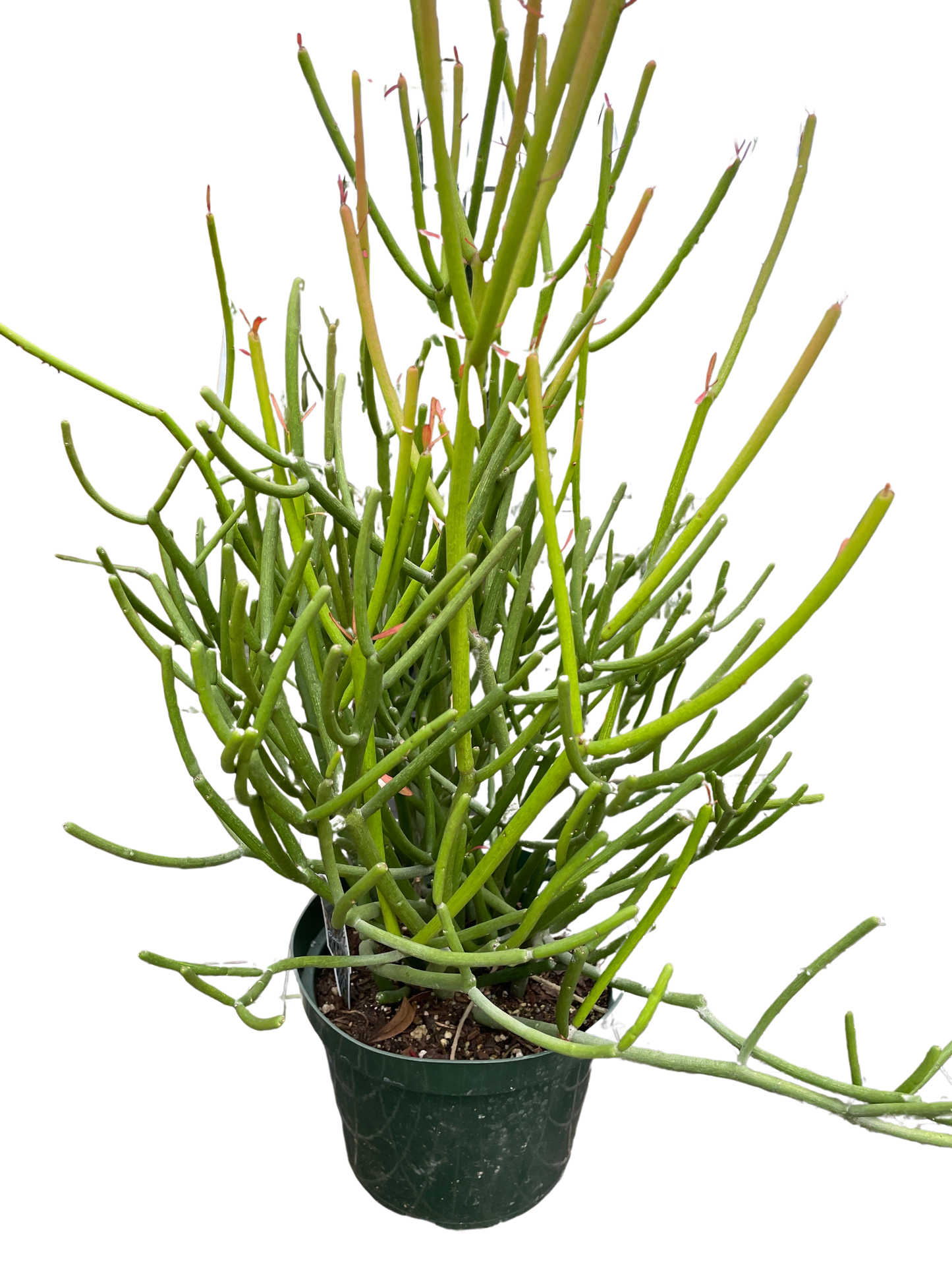 Pencil Cactus Euphorbia Tirucalli  Indian Surge Tree Live Plant Multiple Sizes Available