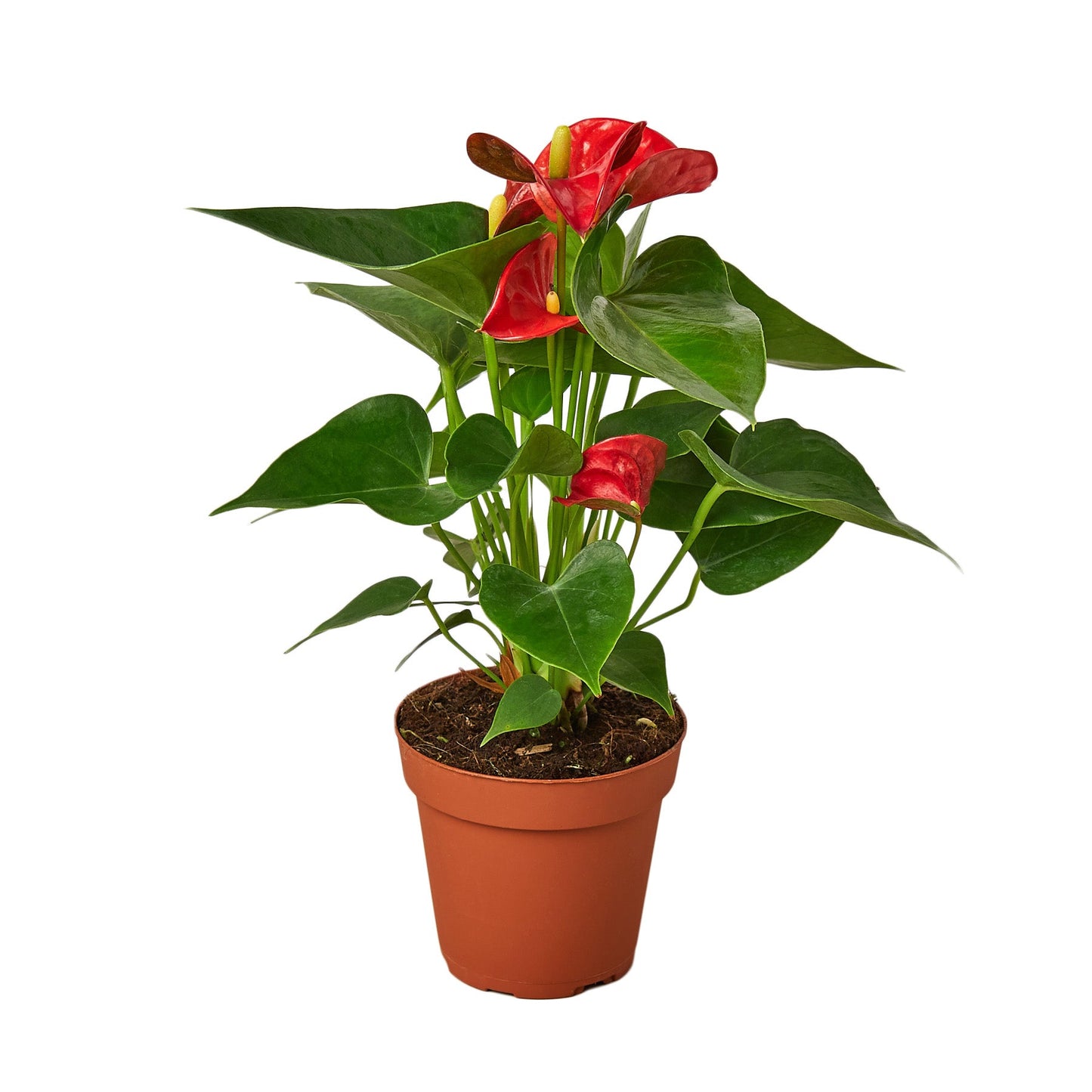 Anthurium 'Red' Live Plant