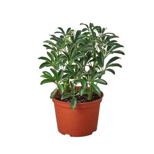 Schefflera Moonlight Dwarf Umbrella Plant Variegated Live Plant Multiple Sizes Available