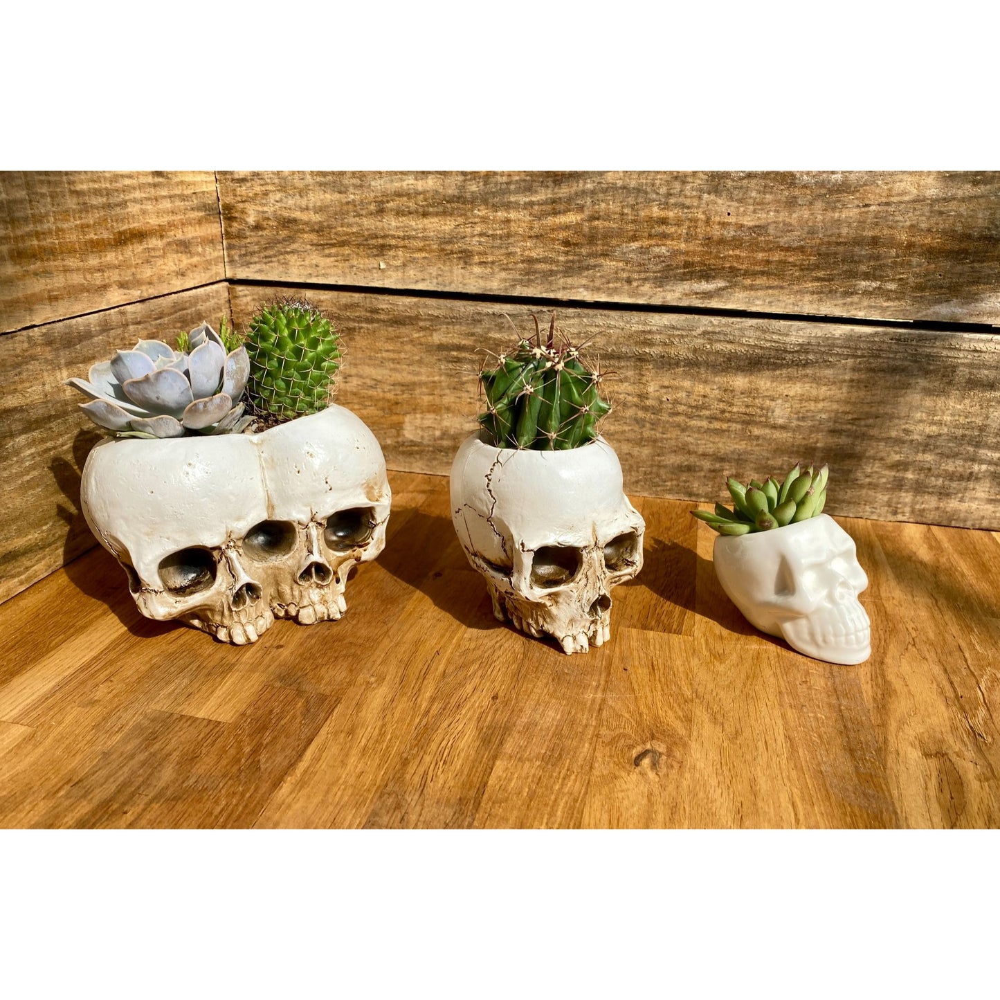 Skull Planter Medium Size with Devil's Tongue Cactus Ferocactus latispinus Live Plant