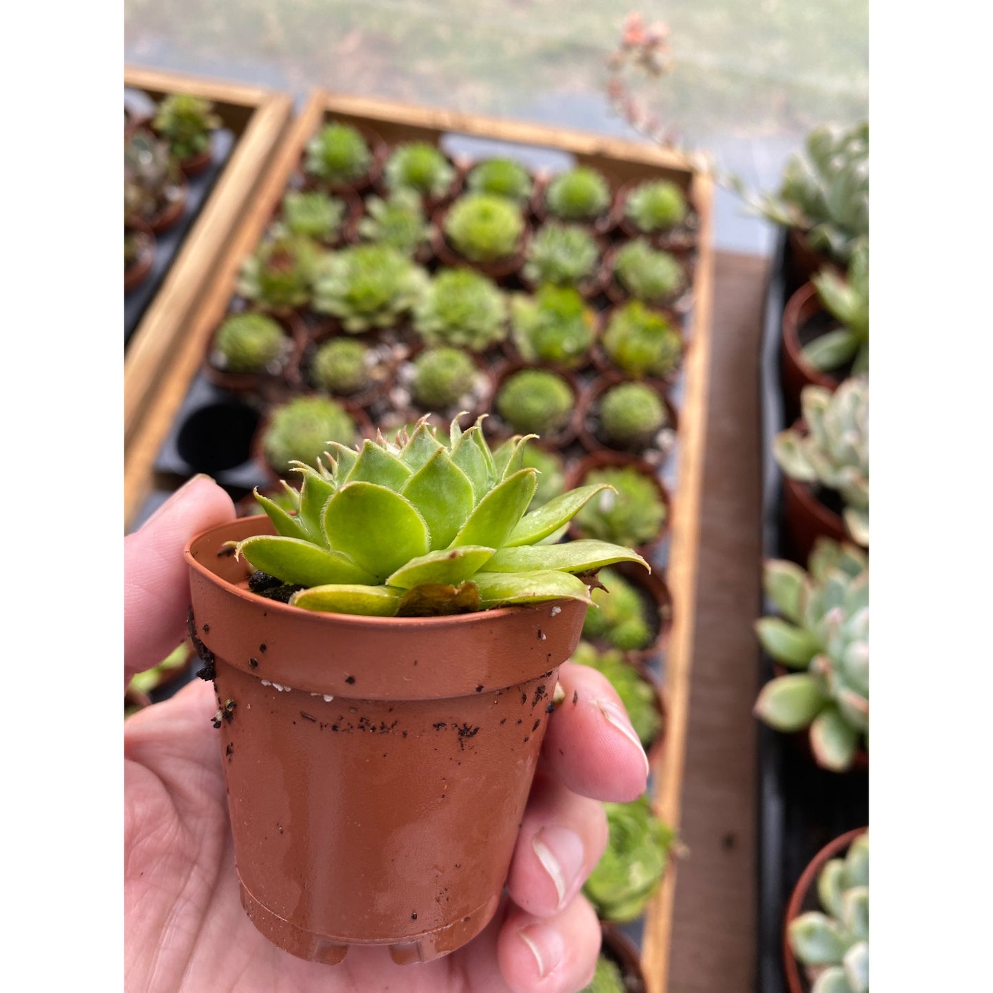 Succulent Sempervivum Gelber Stern Hens and Chicks 2 inch pot