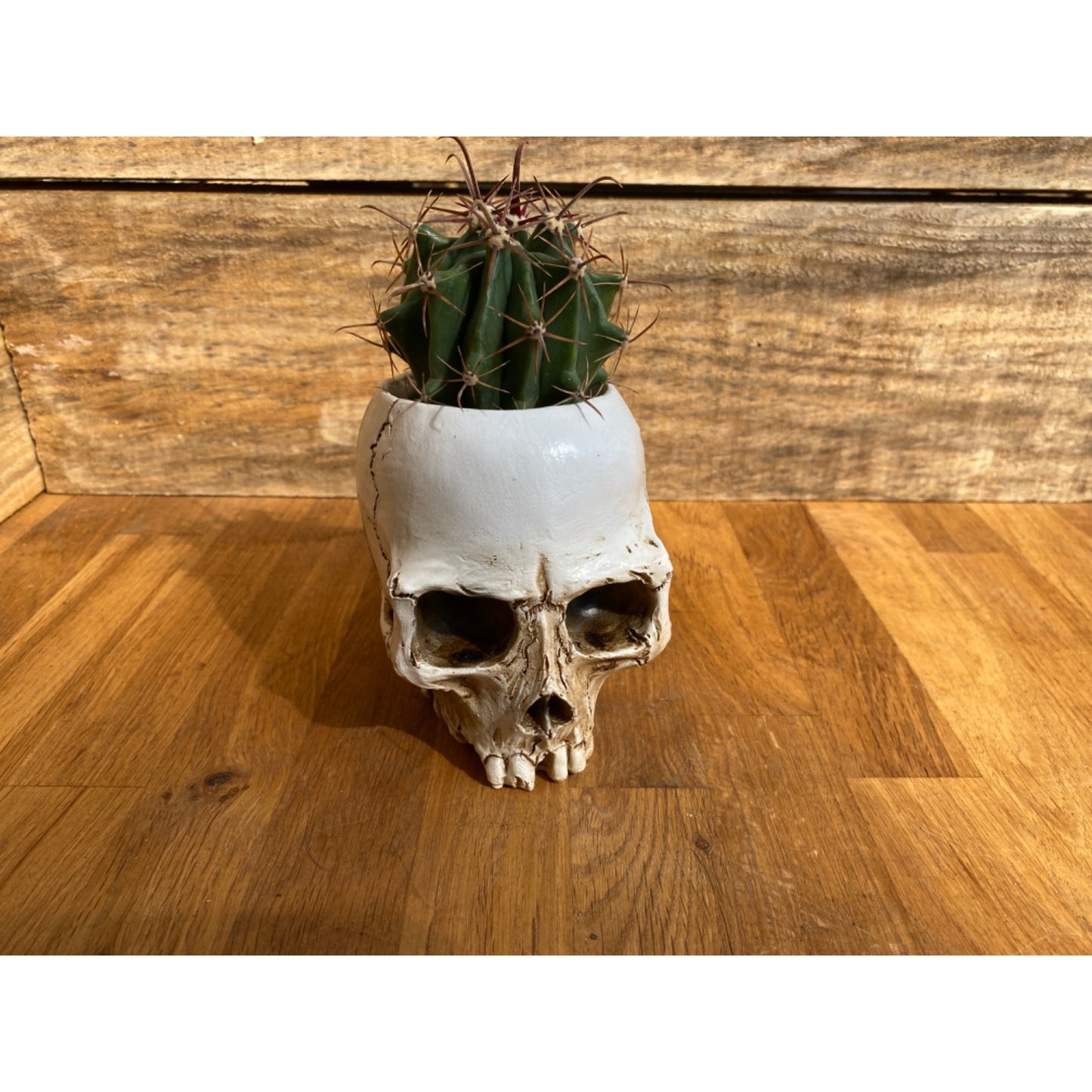 Skull Planter Medium Size with Devil's Tongue Cactus Ferocactus latispinus Live Plant