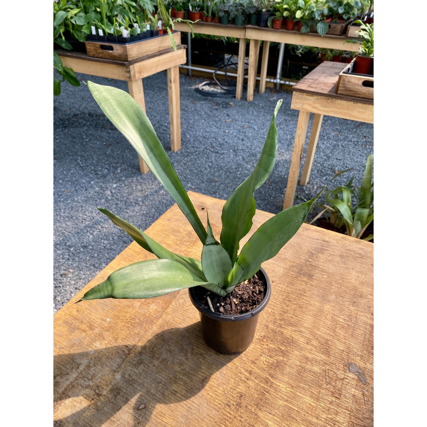 Sansevieria Moonshine Snake Plant 4" Pot Live Plant