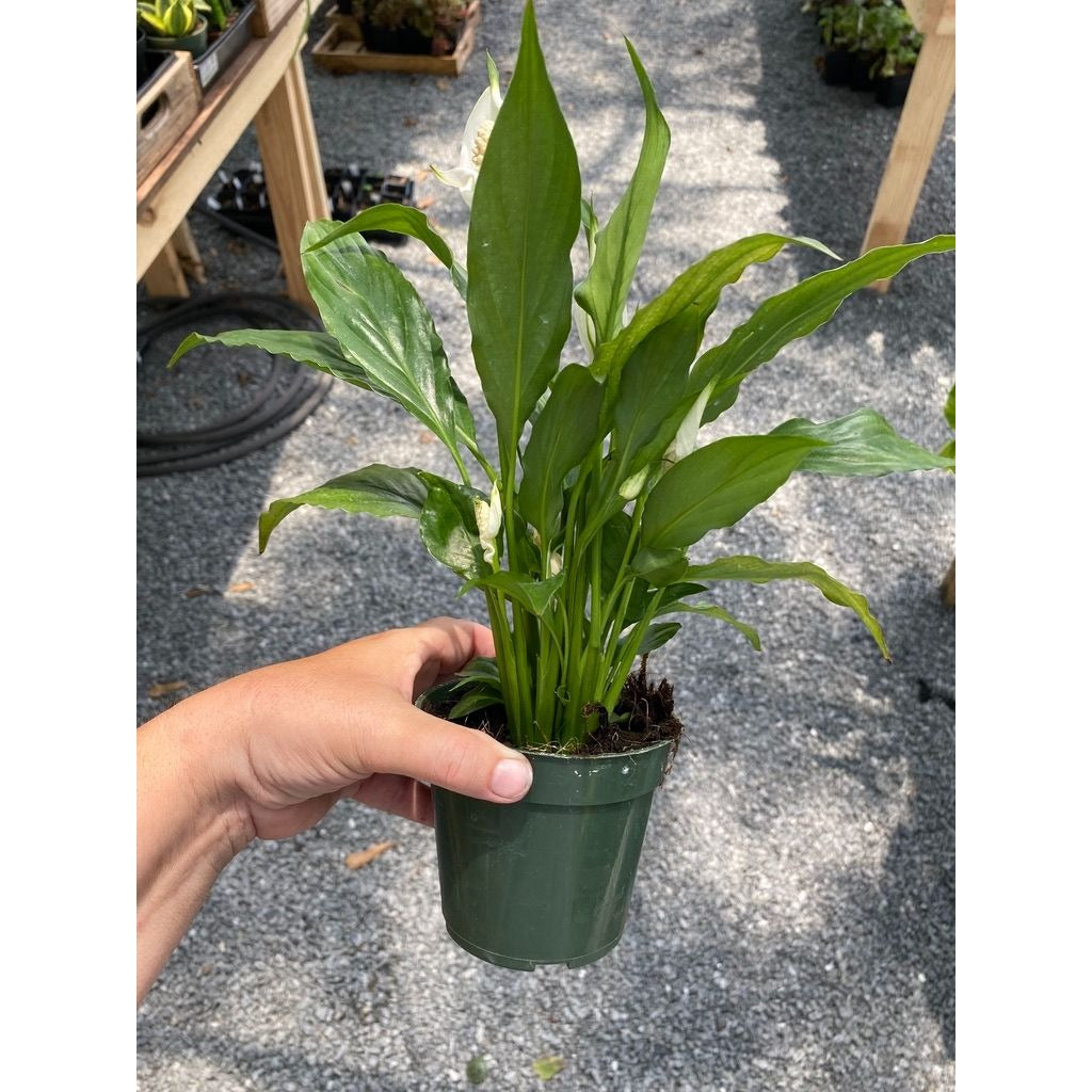 Peace Lily Spathiphyllum Platinum Mist 4" Pot Live Plant