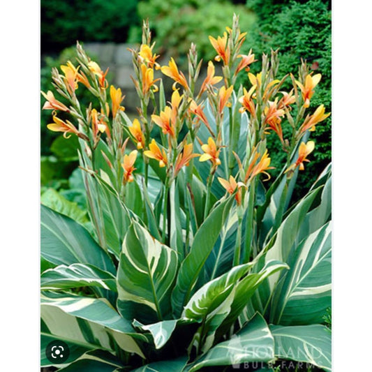 Canna Lily Stuttgart Striped Variegated Leaves 32-36 inch tall 1 rhizome bulb plant